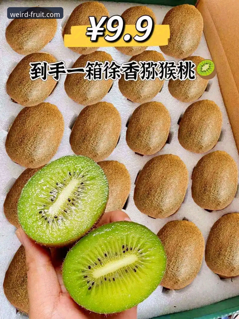奇异果体育版本更新详解：新功能与操作指南