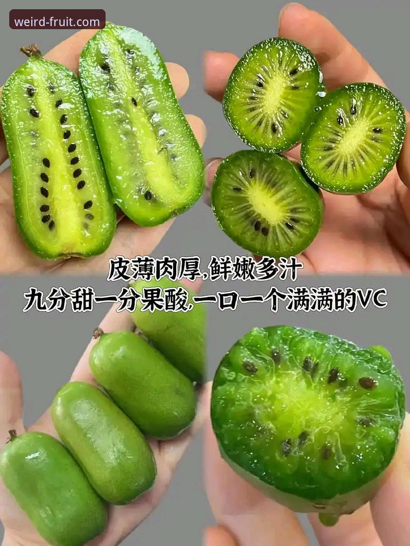 奇异果体育最新版本攻略 奇异果体育最新版本攻略:资深用户分享v2.1.0实战使用心得